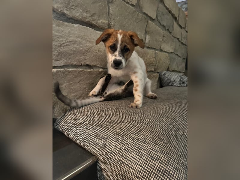 AADHI sucht ein Zuhause