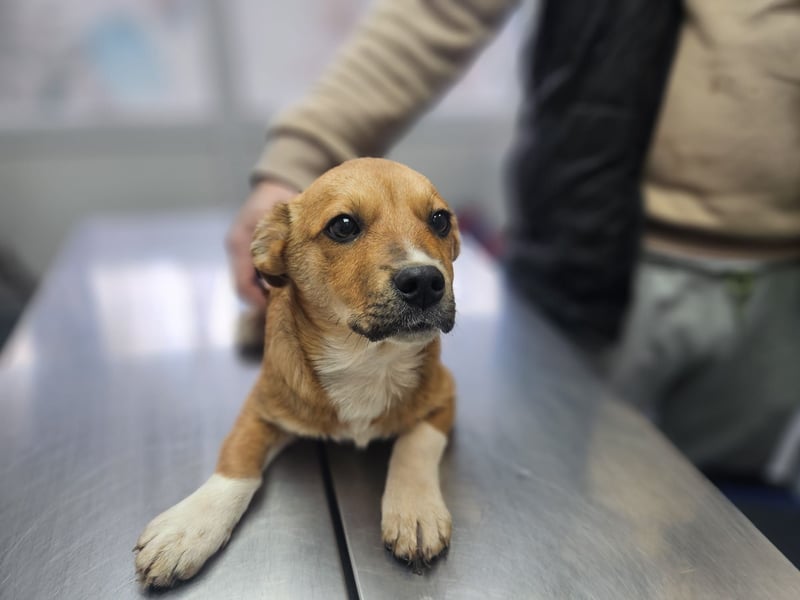 EGUN sucht ein Zuhause