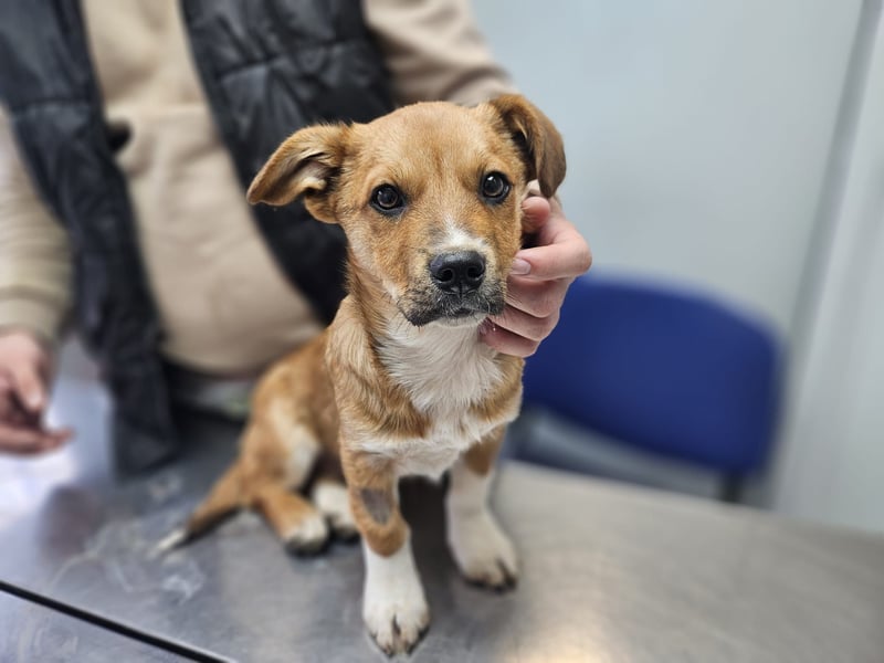 EGUN sucht ein Zuhause