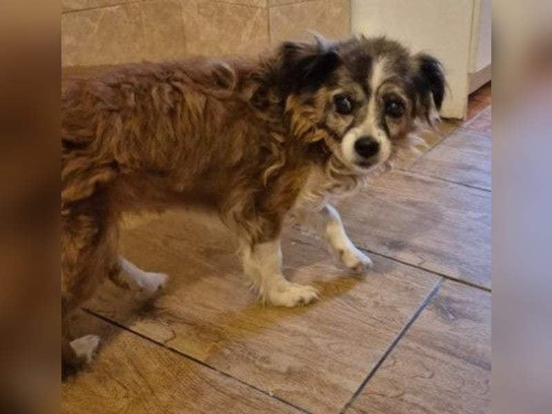 SOUL - zuckersüße Hundeomi sucht liebevollen Begleiter