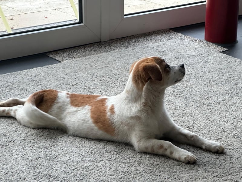 AADHI sucht ein Zuhause