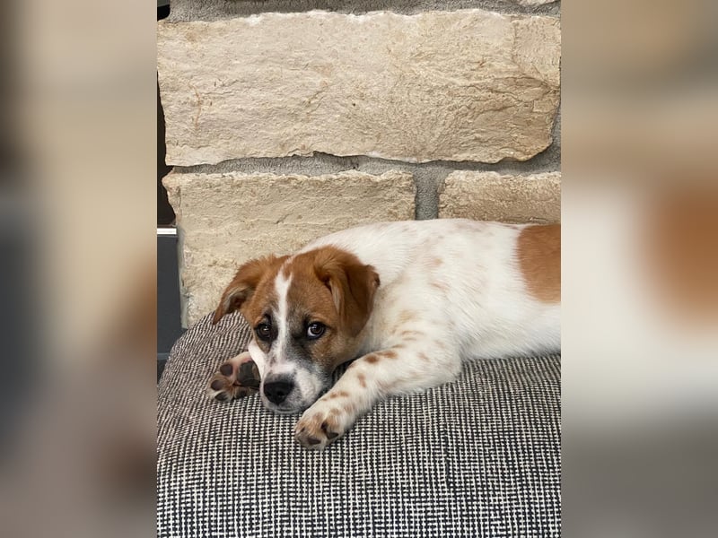 AADHI sucht ein Zuhause