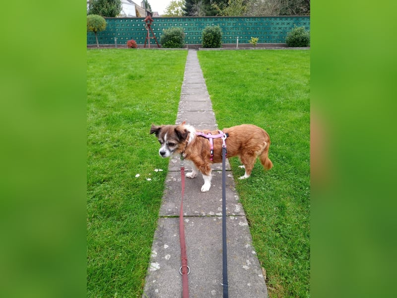 SOUL - zuckersüße Hundeomi sucht liebevollen Begleiter