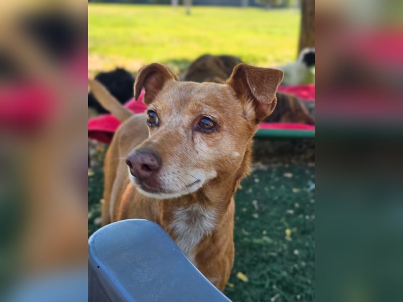 LILLI (CANELA) ❤️ einfach süß, Pflegefamilie Kevelaer