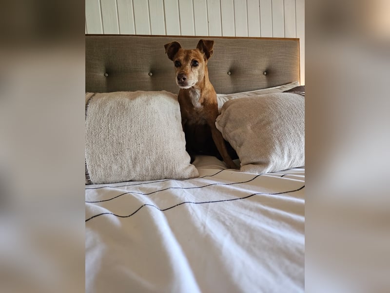 LILLI (CANELA) ❤️ einfach süß, Pflegefamilie Kevelaer
