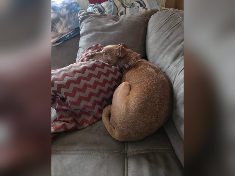 LILLI (CANELA) ❤️ einfach süß, Pflegefamilie Kevelaer