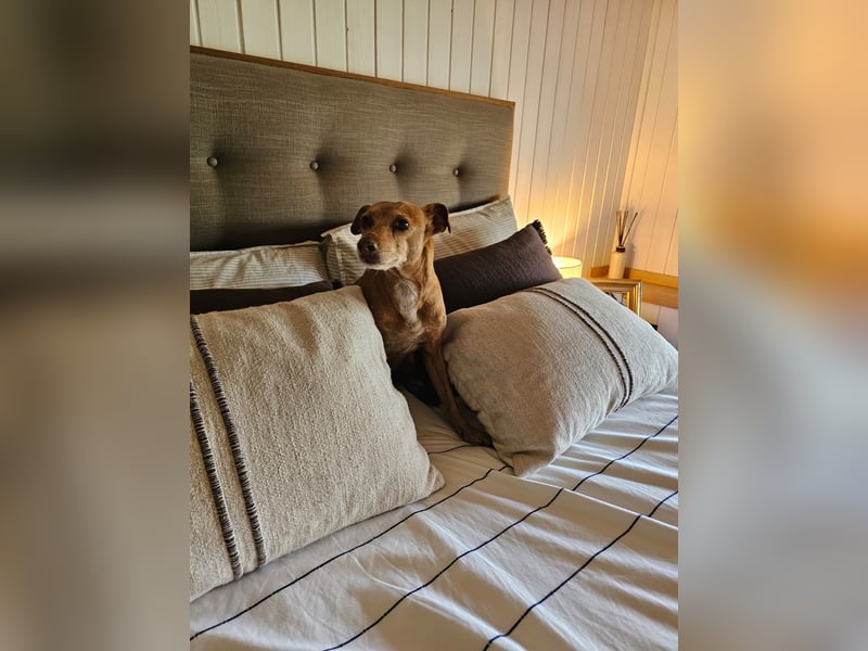 LILLI (CANELA) ❤️ einfach süß, Pflegefamilie Kevelaer