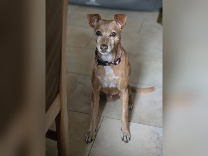 LILLI (CANELA) ❤️ einfach süß, Pflegefamilie Kevelaer