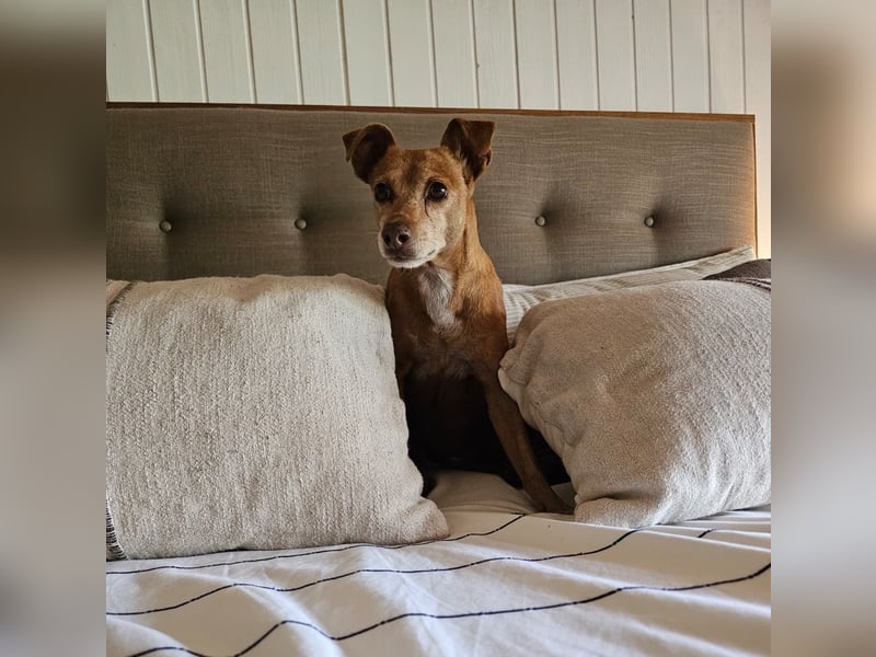 LILLI (CANELA) ❤️ einfach süß, Pflegefamilie Kevelaer