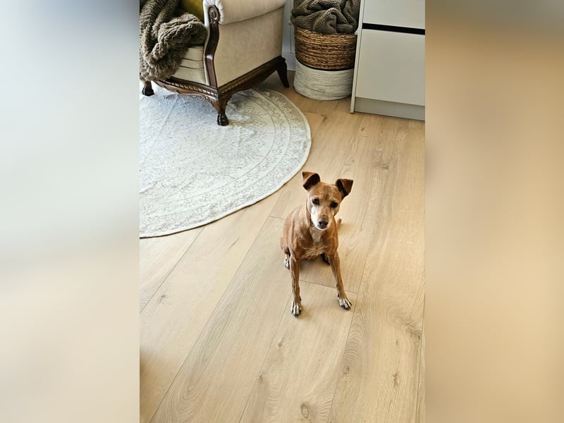 LILLI (CANELA) ❤️ einfach süß, Pflegefamilie Kevelaer