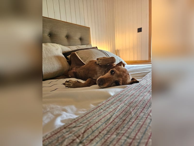 LILLI (CANELA) ❤️ einfach süß, Pflegefamilie Kevelaer