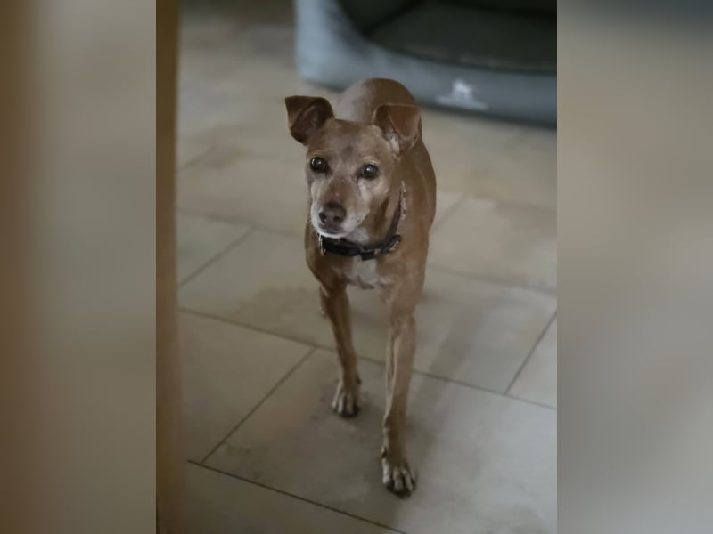 LILLI (CANELA) ❤️ einfach süß, Pflegefamilie Kevelaer