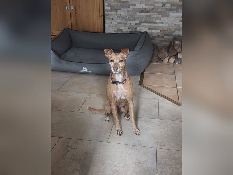 LILLI (CANELA) ❤️ einfach süß, Pflegefamilie Kevelaer