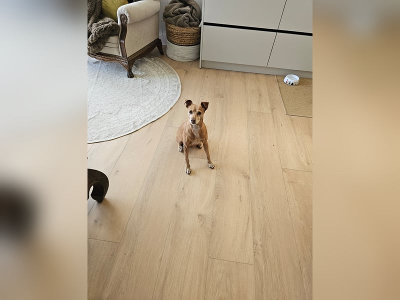 LILLI (CANELA) ❤️ einfach süß, Pflegefamilie Kevelaer