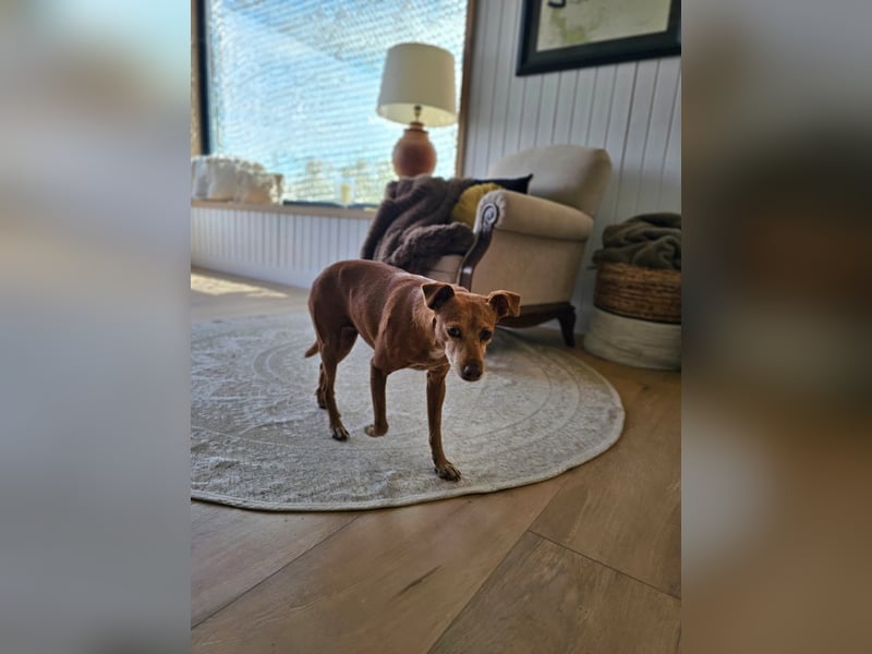 LILLI (CANELA) ❤️ einfach süß, Pflegefamilie Kevelaer