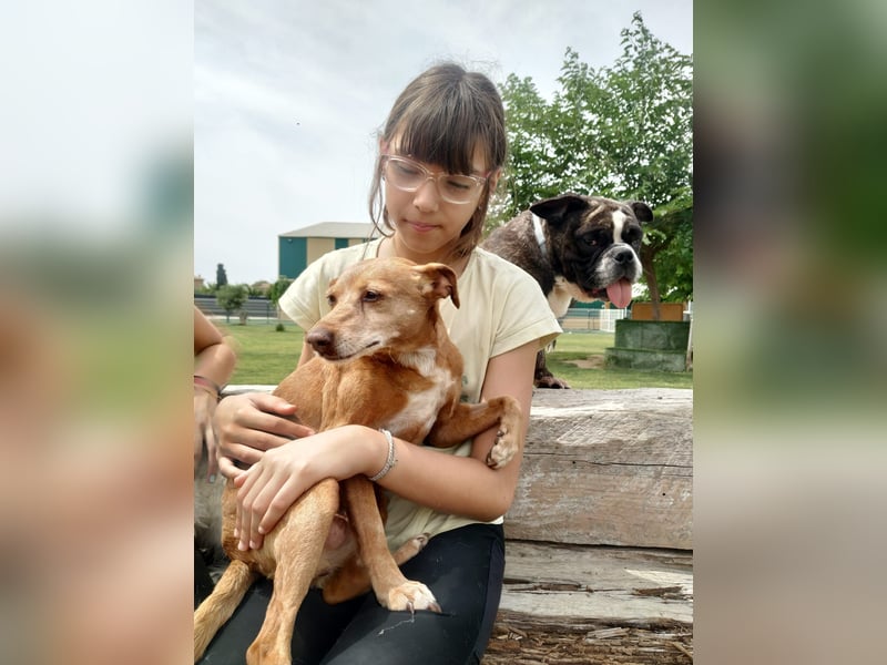 LILLI (CANELA) ❤️ einfach süß, Pflegefamilie Kevelaer