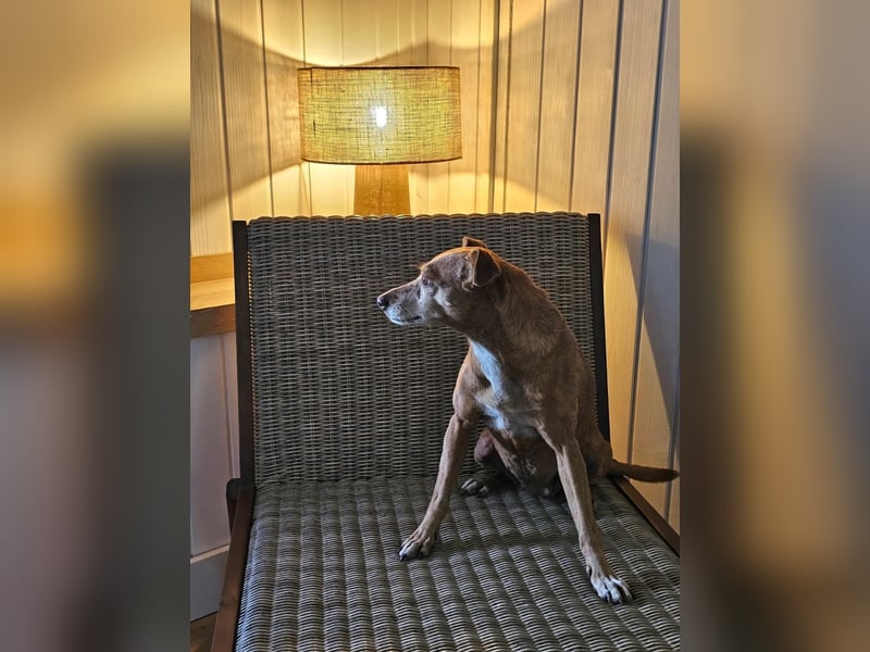 LILLI (CANELA) ❤️ einfach süß, Pflegefamilie Kevelaer