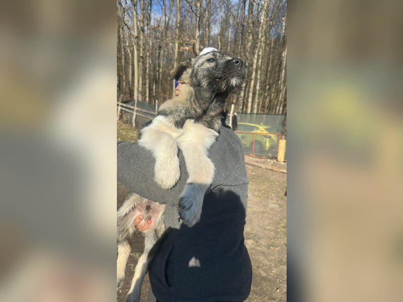 Pavel, kleiner Hundemann sucht großes Körbchen