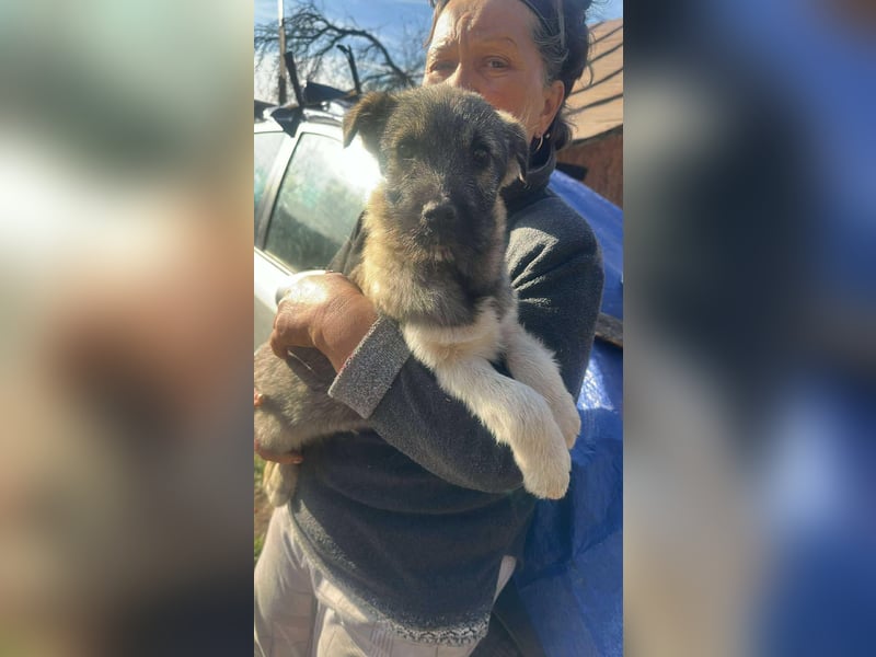 Pavel, kleiner Hundemann sucht großes Körbchen