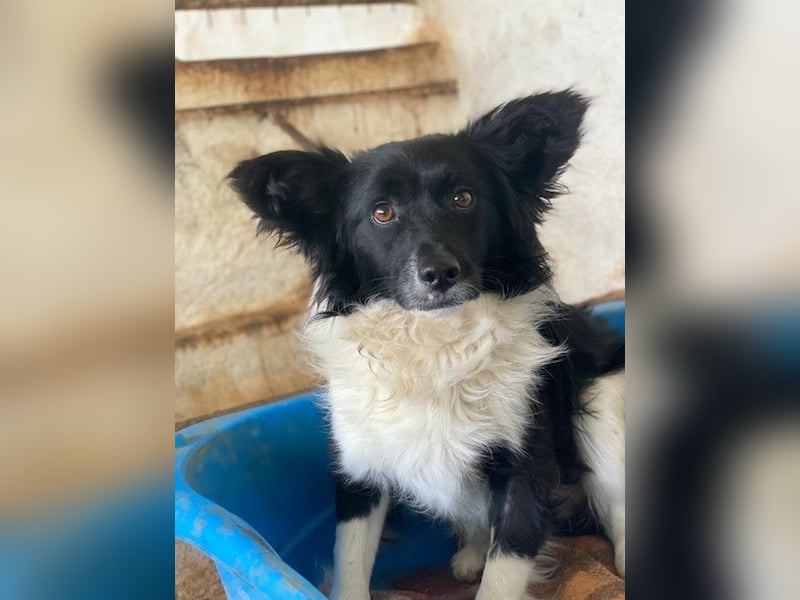 Aeris, geb. ca. 11/2024, lebt in GRIECHENLAND, auf einer privaten Pflegestelle