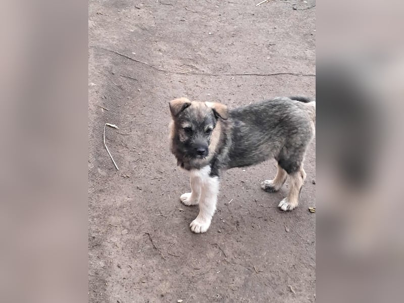 Pavel, kleiner Hundemann sucht großes Körbchen
