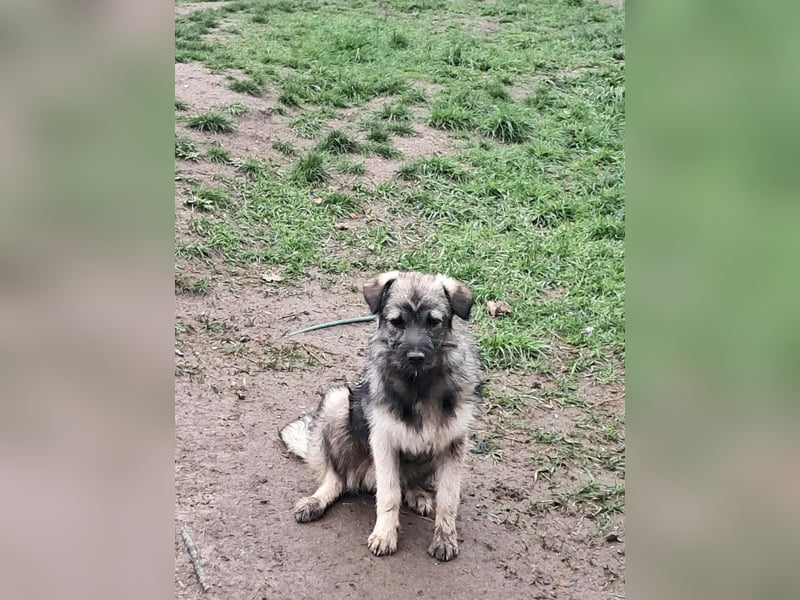 Pavel, kleiner Hundemann sucht großes Körbchen