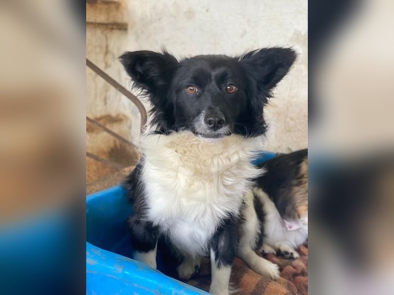 Aeris, geb. ca. 11/2024, lebt in GRIECHENLAND, auf einer privaten Pflegestelle