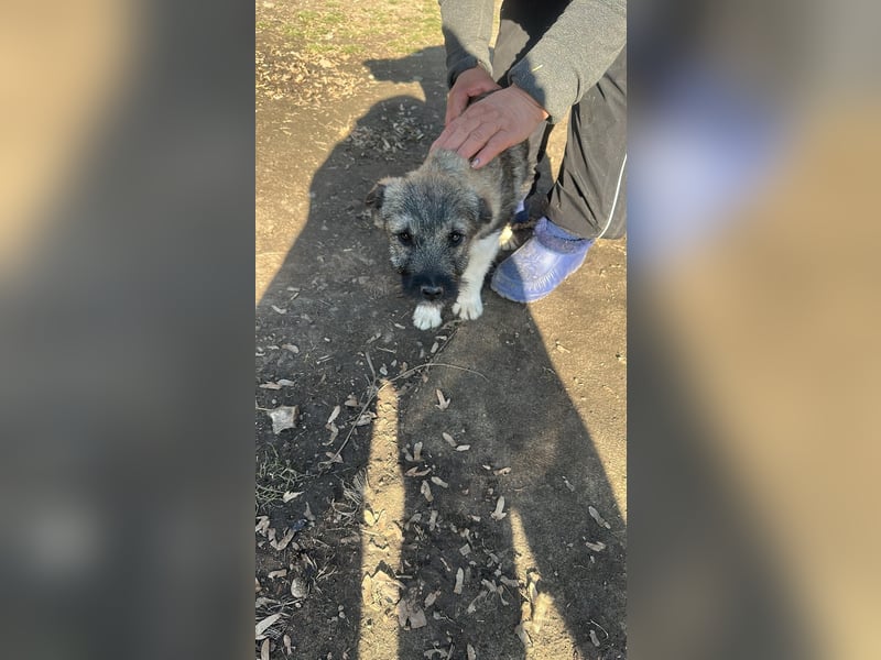 Pavel, kleiner Hundemann sucht großes Körbchen