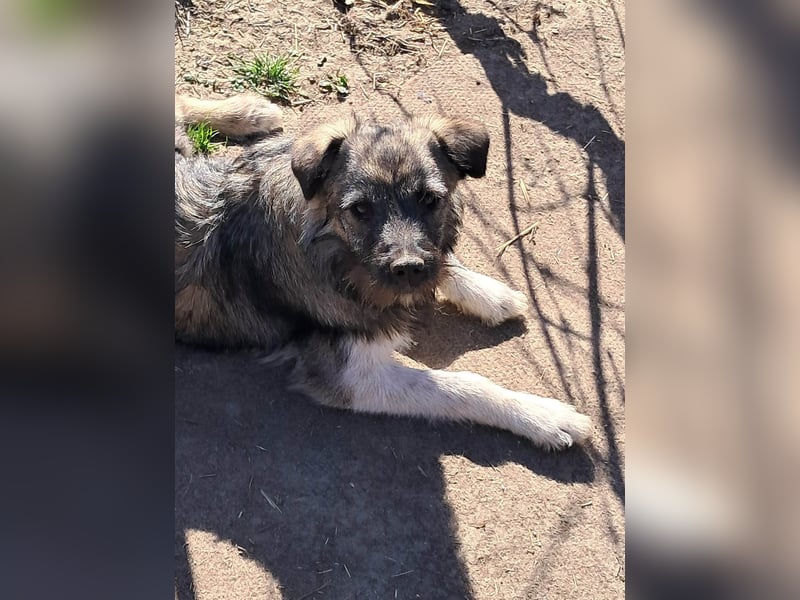 Pavel, kleiner Hundemann sucht großes Körbchen