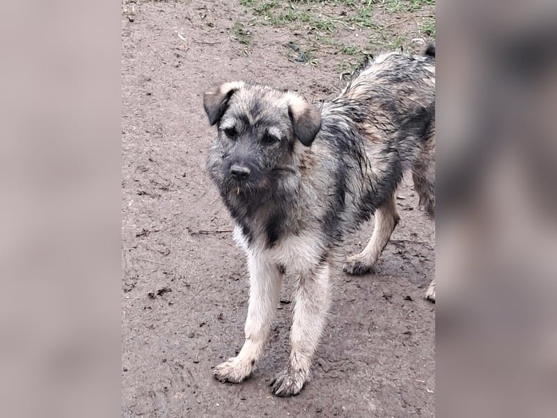 Pavel, kleiner Hundemann sucht großes Körbchen