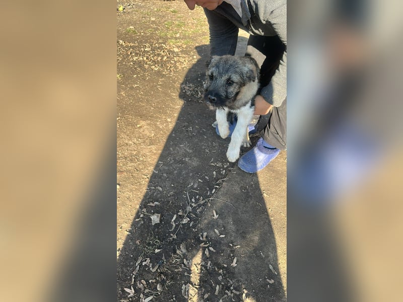 Pavel, kleiner Hundemann sucht großes Körbchen