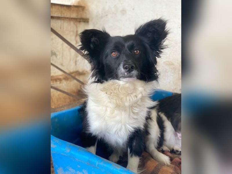 Aeris, geb. ca. 11/2024, lebt in GRIECHENLAND, auf einer privaten Pflegestelle