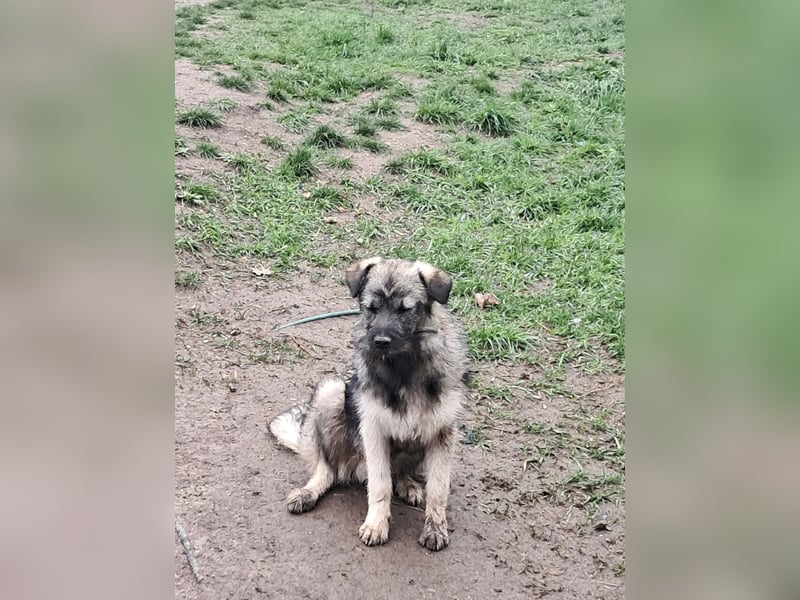 Pavel, kleiner Hundemann sucht großes Körbchen