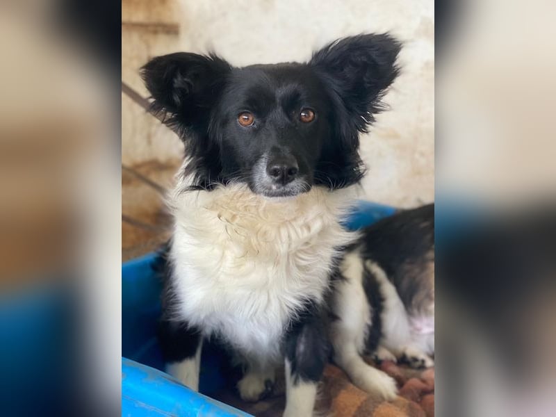 Aeris, geb. ca. 11/2024, lebt in GRIECHENLAND, auf einer privaten Pflegestelle