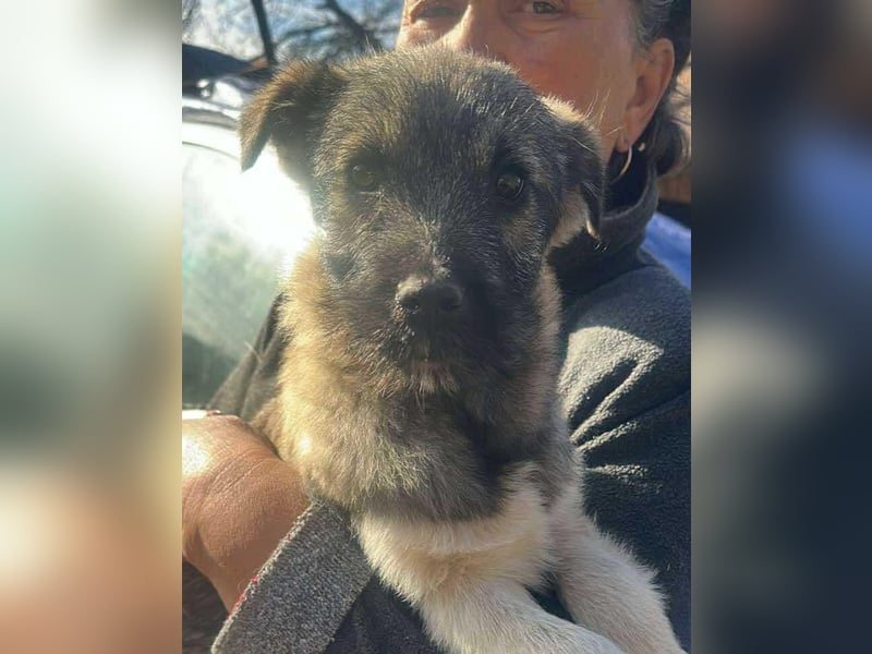 Pavel, kleiner Hundemann sucht großes Körbchen