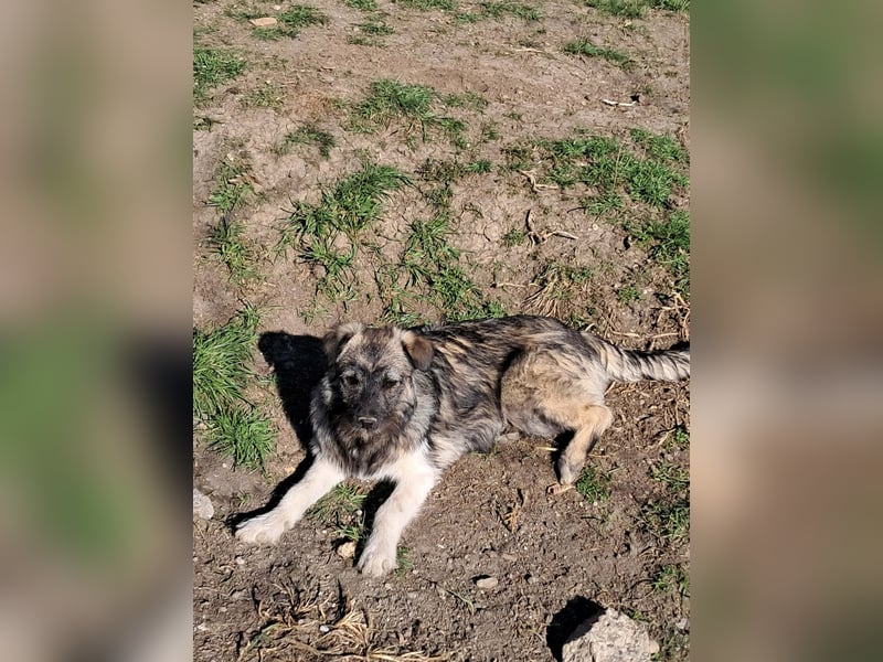 Pavel, kleiner Hundemann sucht großes Körbchen