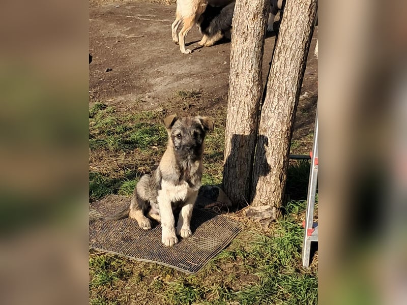 Pavel, kleiner Hundemann sucht großes Körbchen