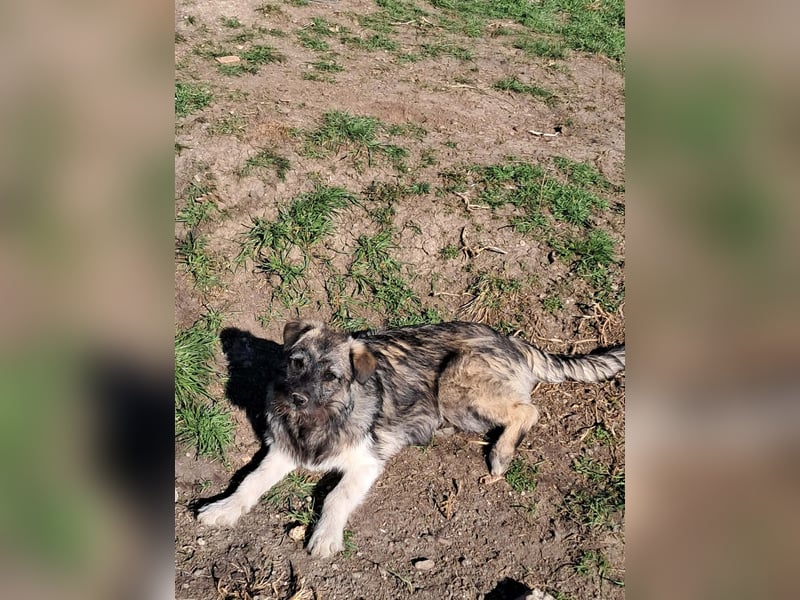 Pavel, kleiner Hundemann sucht großes Körbchen