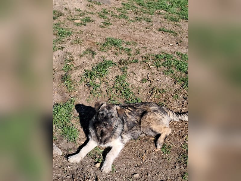 Pavel, kleiner Hundemann sucht großes Körbchen