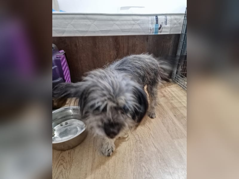 Nana, kleine, sehbehinderte aber freundliche Fellnase sucht Zuhause