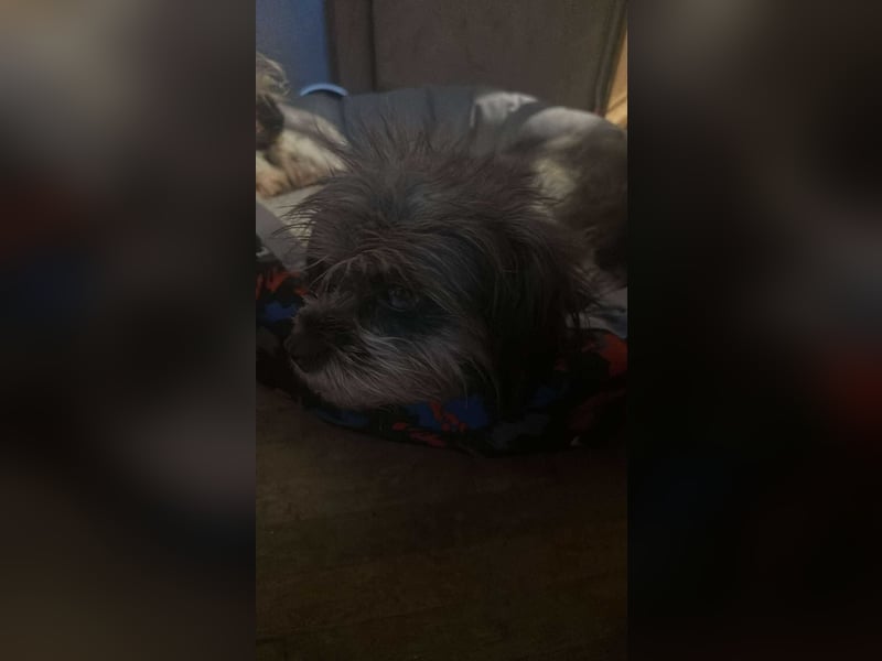 Nana, kleine, sehbehinderte aber freundliche Fellnase sucht Zuhause