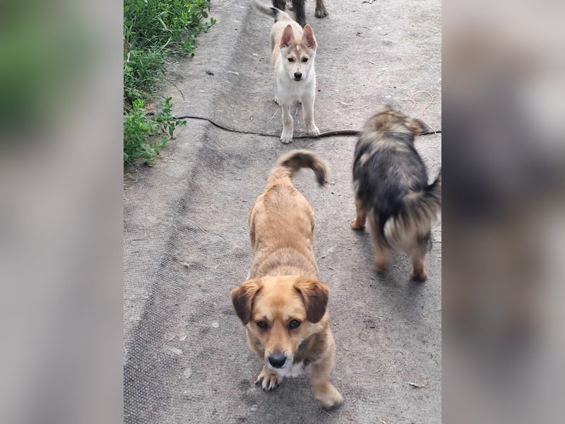 Bolek  Mini-Held sucht Zuhause