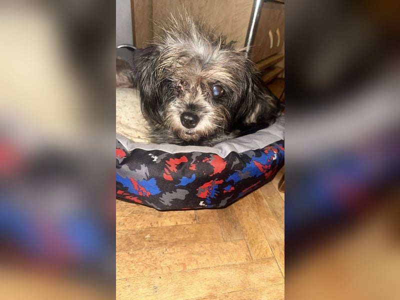 Nana, kleine, sehbehinderte aber freundliche Fellnase sucht Zuhause