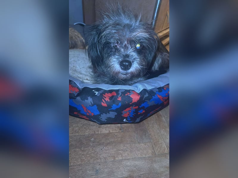 Nana, kleine, sehbehinderte aber freundliche Fellnase sucht Zuhause