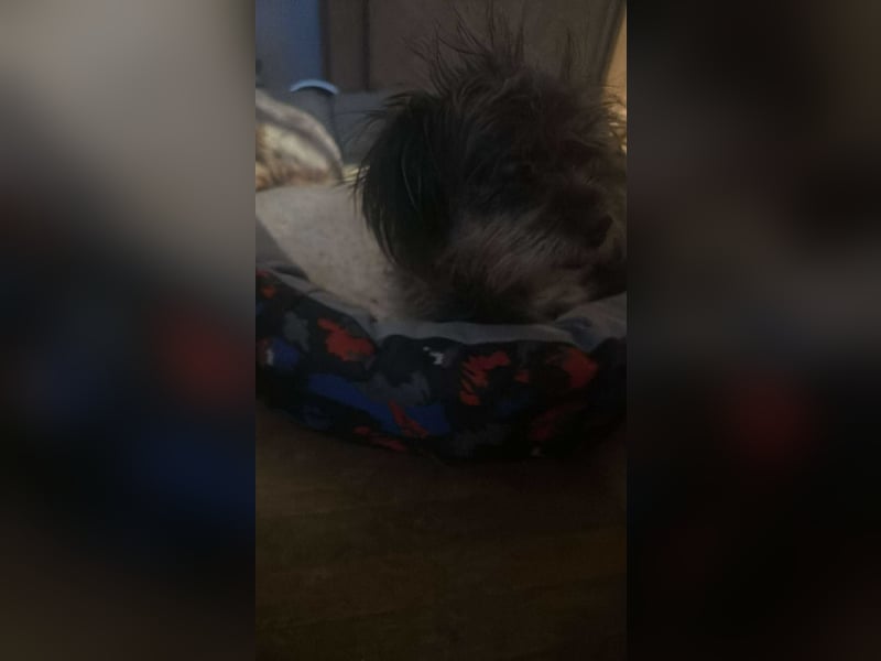 Nana, kleine, sehbehinderte aber freundliche Fellnase sucht Zuhause