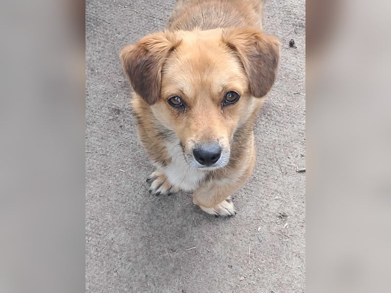 Bolek  Mini-Held sucht Zuhause