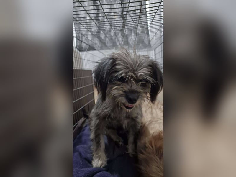 Nana, kleine, sehbehinderte aber freundliche Fellnase sucht Zuhause