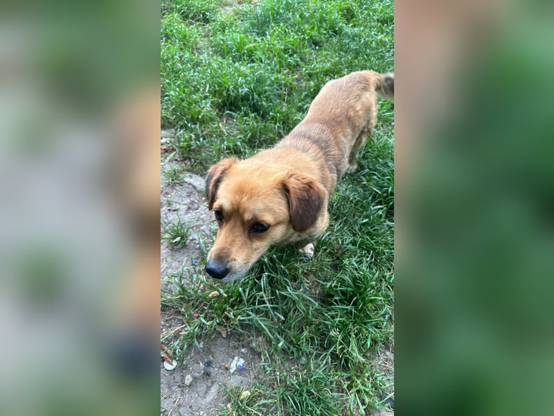 Bolek  Mini-Held sucht Zuhause