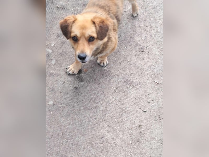 Bolek  Mini-Held sucht Zuhause