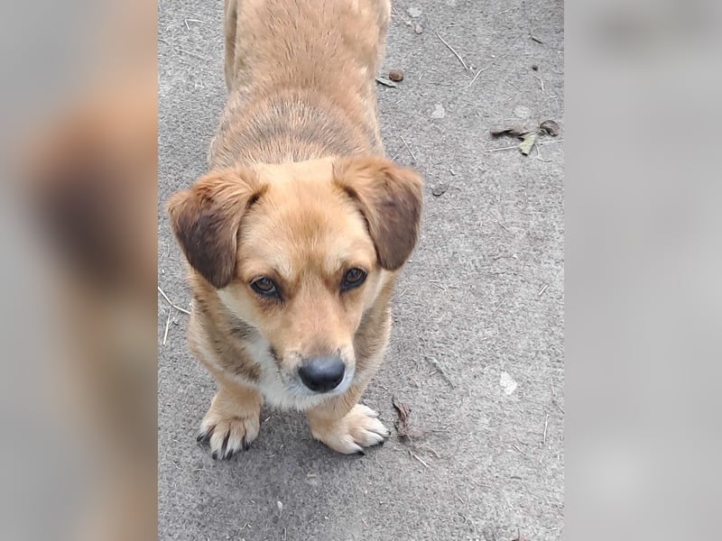 Bolek  Mini-Held sucht Zuhause